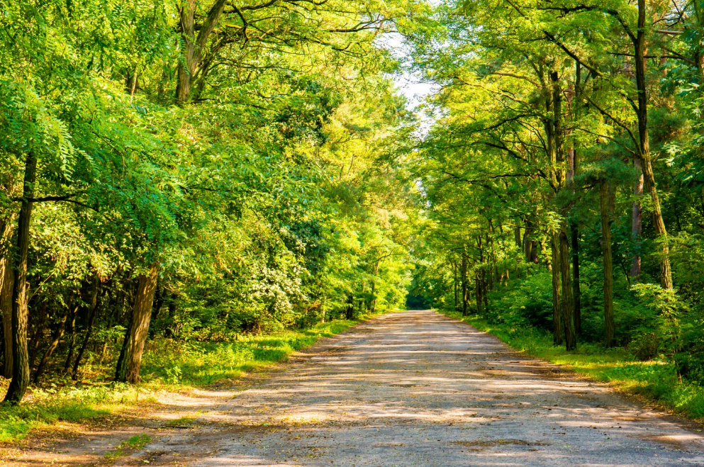 Парк «Моховые горы»